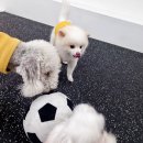 마이하우스퍼피 애견호텔 유치원 이미지