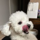 요거프레소광양길호점