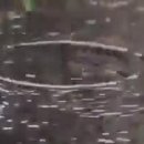 레인☔️호세필리치아노🎶🍀 이미지