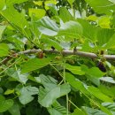 오드래산방