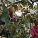 백이산 농장 이미지