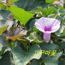 7.5 청노의 일기 - 고구마 꽃. 이미지