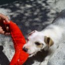 오공이 농장 이미지