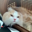 잠실준25시동물병원 이미지