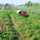 풍동농장 이미지