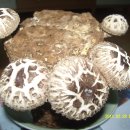 톱밥 배지 표고버섯 이미지