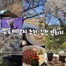 몽간 | [국내 명소 추천]김천 연화지|국내 1티어 벚꽃 명소 추천+맛집 카페까지