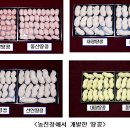 충남땅콩 이미지