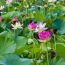 낙동강변19 이미지