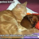 개와 고양이 이미지