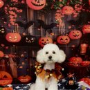 니멍내멍 이미지