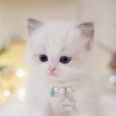 블루랙돌 이미지