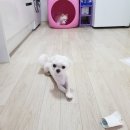 즐거운루다유치원 | 집콕 유치원! 루다 + 코코 + 머랭 집에서 놀기- 2편