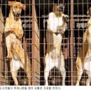 맹수 농장 이미지