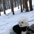 쌍둥이네 애견 이미지