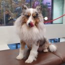 플러스동물병원 이미지