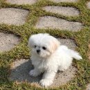 청주강아지분양 애견입양 애견미용 바른펫 이미지