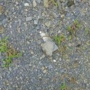 난세를 무사히 건너는 법 | 고령 성산면 기산리 중생대 백악기 동명층 화석탐사후기