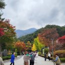 용문사 - 1144 | 용문사