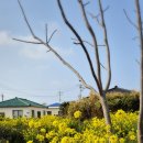 수수꽃담 이미지