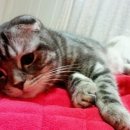 동글동글 이미지