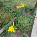 하늘농장6 이미지