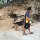 호반애견훈련소 이미지