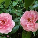 협성경복중학교 이미지