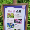 가평 아침고요수목원 수국전시회 후기 가평 가볼만한 곳 서울 근교 나들이 데이트 코스 추천