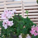 스텔라티스 이미지