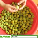 바닷가농원