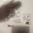 내돈내산 탯줄주얼리 추천2ㅣ유니크한 탯줄보관 모어에프 블레스링