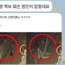 야옹야옹 이미지
