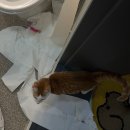 고양이호텔 무냥무냥 김해점 이미지