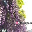 왕언니