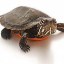 노란거북이 이미지