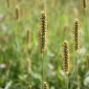 강아지풀 이미지