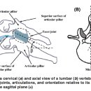 Re:척추 후관절의 생체역학 - 2011년 최신 논문(수련의 몫): 정리중 이미지
