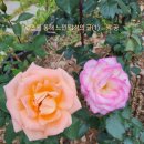 짝꿍 이미지