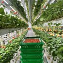 스마트팜에서 직접 키운 2026 햇딸기 가득 🍓 '농업회사법인 흰돌팜' 딸기칩 &amp; 호텔 납품 딸기잼 포장...