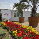 남면어린이집 | 태안 안면도 꽃축제 일정 입장료 백운호수 화원 튤립 개화