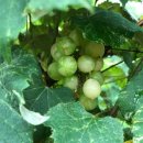 자미농장 이미지