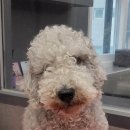 우한수 애견미용실 이미지