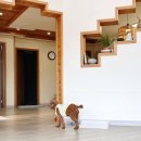 스테이안봉 | 산청 애견동반펜션) 스테이안봉 내돈내산 방문 후기