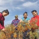 밀레니엄태양광발전소 이미지