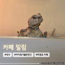 수성키즈클래식 - 피터와 늑대 | 대구 아이랑 실내 가볼만한 곳 파충류 체험 카페 &lt;밀림&gt;