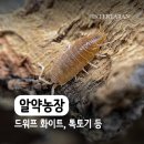 아성농장 | 알약농장 분해생물 3종 주문 후기 (드워프 화이트, 양굴뚝쥐며느리, 톡토기)