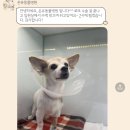 건강한세상앞선치과병원 | 16살 노견 로또의 치주염 발치 기록 _ 수원 온유 동물 병원