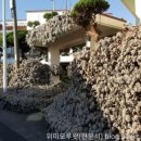 위미 모루왓 이미지