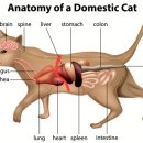 베리굿동물병원 이미지